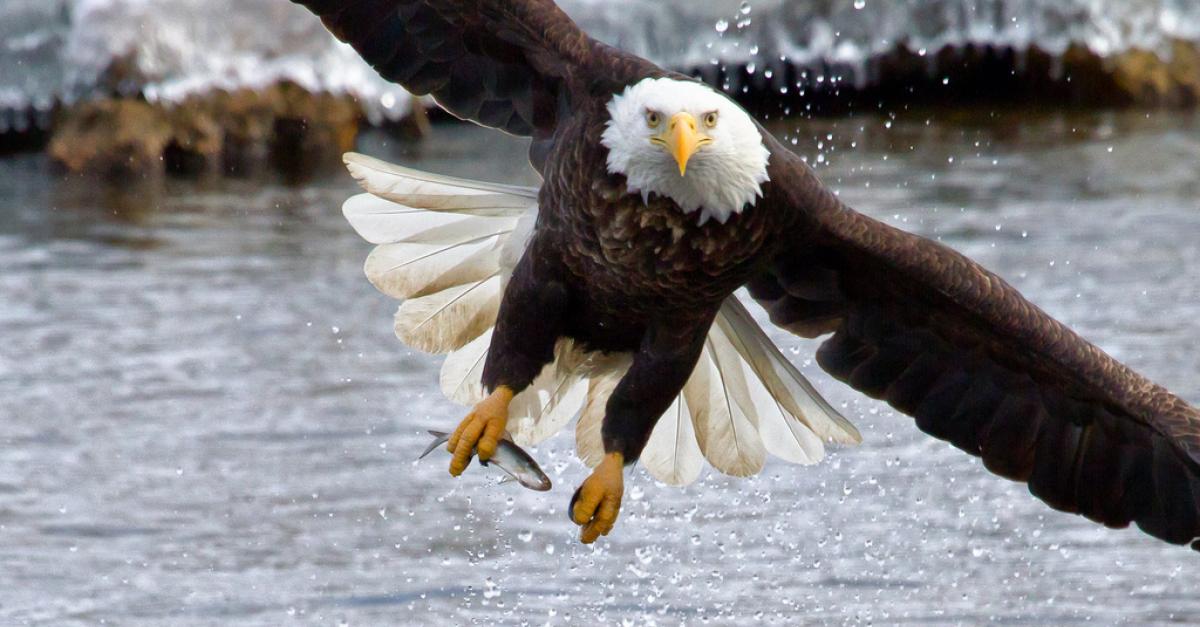 Wisconsin Weekend: Bald Eagle Watching! | Wisconsin Public Radio