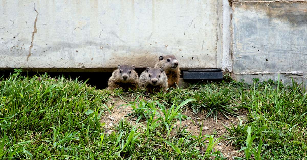 Do Mothballs Get Rid Of Woodchucks