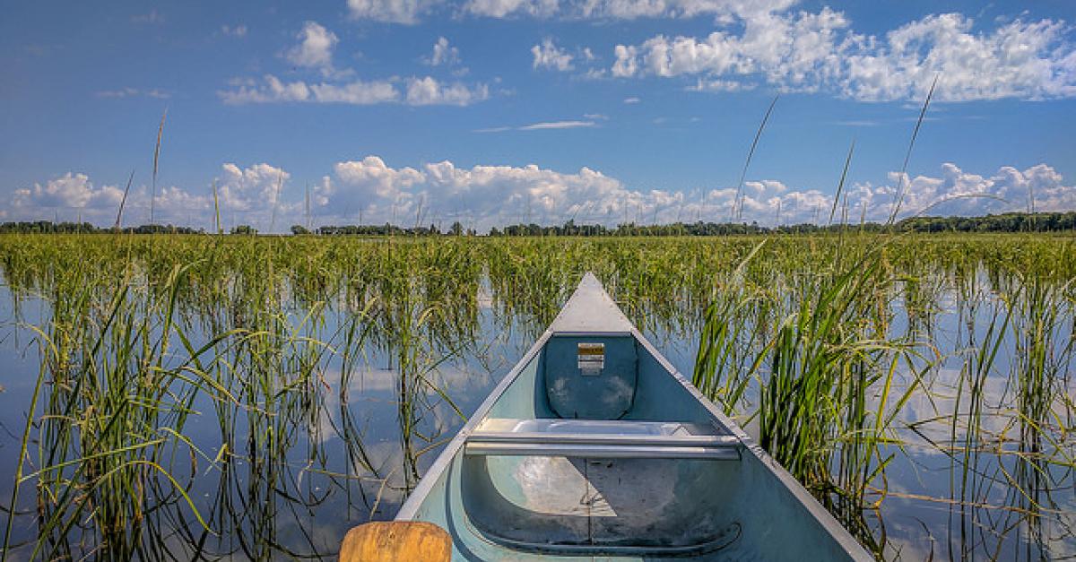 Wild Rice Seeding In Green Bay Aims To Restore Wildlife Habitats