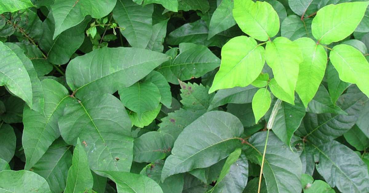 How To Identify Wisconsin�s Most Poisonous Plants