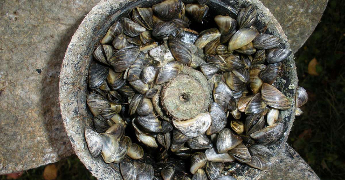 Zebra Mussels Are Still Winning | Wisconsin Public Radio