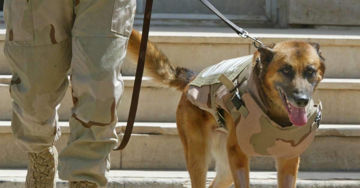 honoring military dogs on