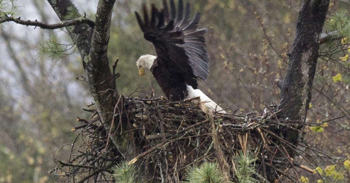 New Developments in Eagle Protection Wisconsin Public Radio