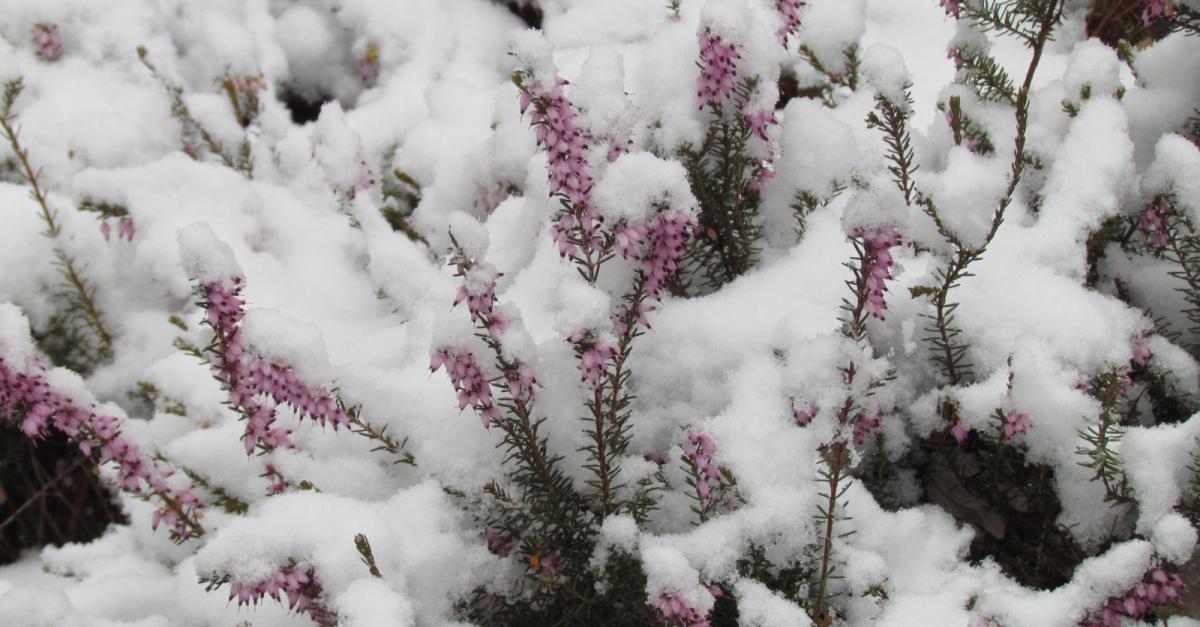 Winter Plants