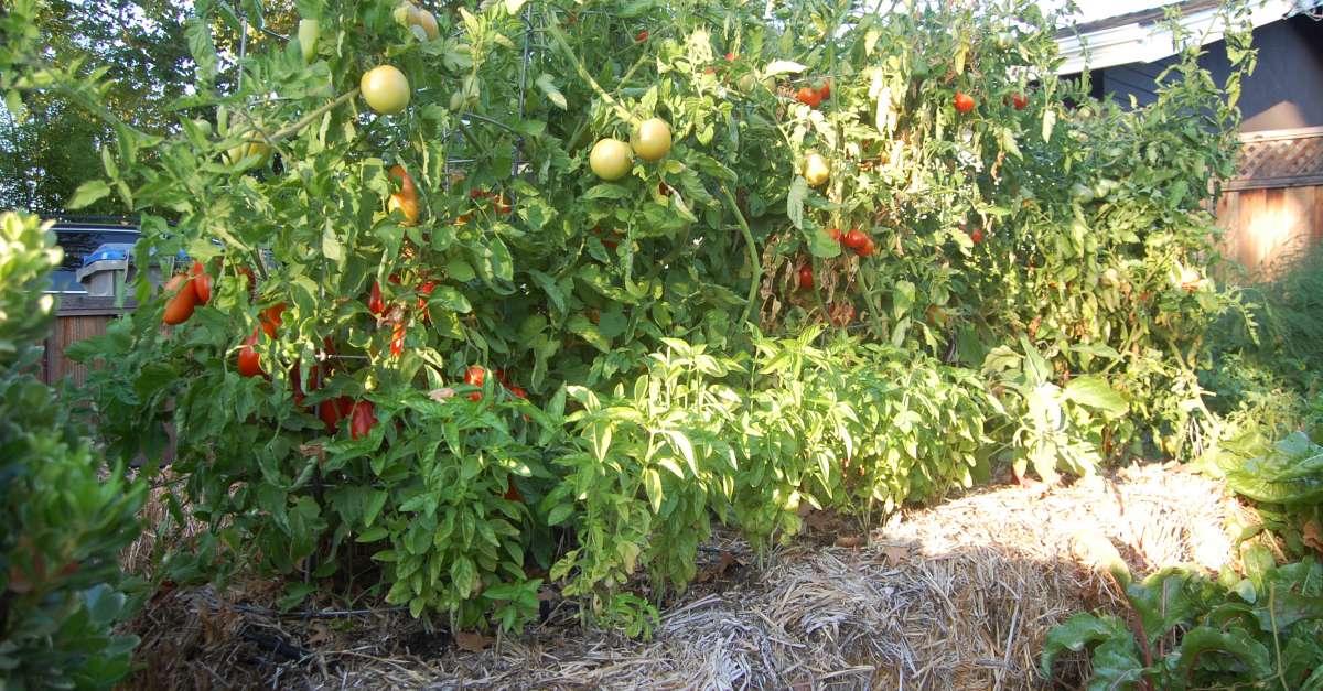 Garden Talk Straw Bale Gardening Wisconsin Public Radio