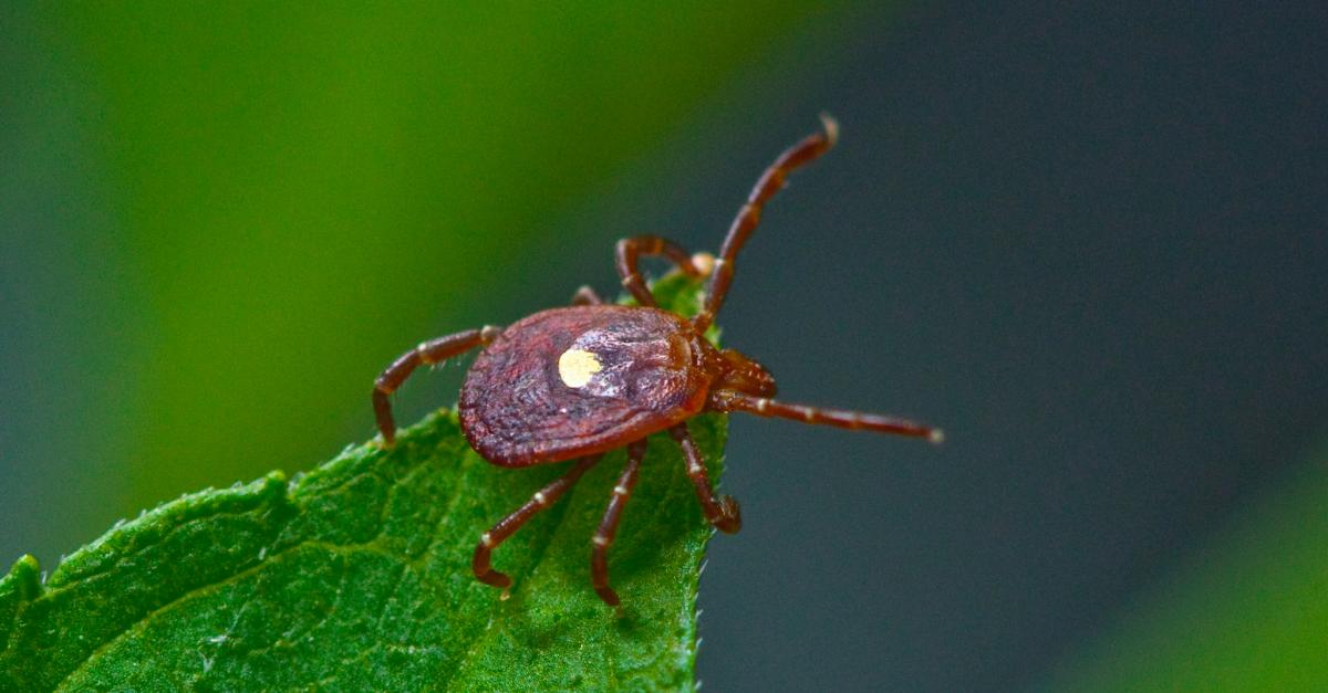 Pet Care Identifying Ticks Wisconsin Public Radio