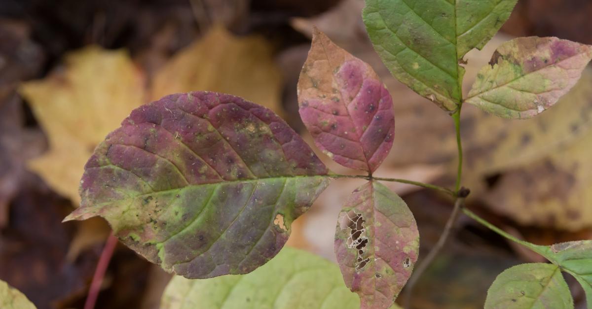 RX For Ticks, Mosquitoes And Poison Ivy Wisconsin Public Radio