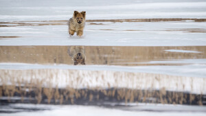 A small dog runs over snow, ice and brown grass. It's cute. 