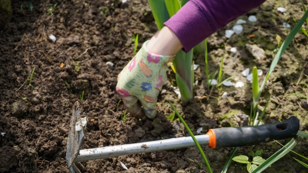 Weeding tool being used in garden.