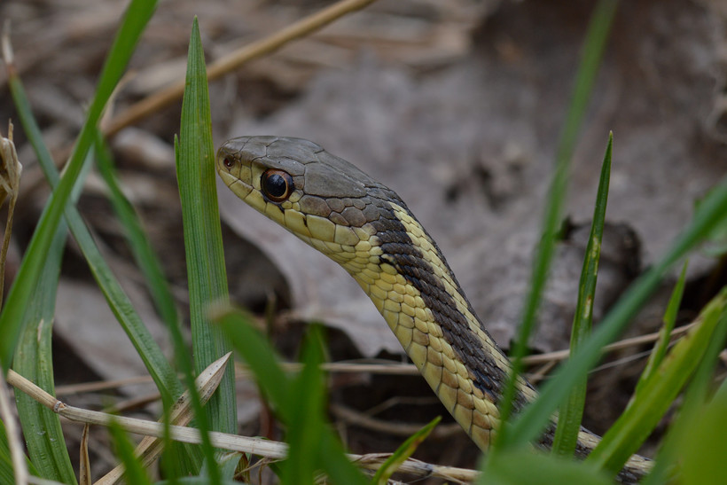 A garter snake