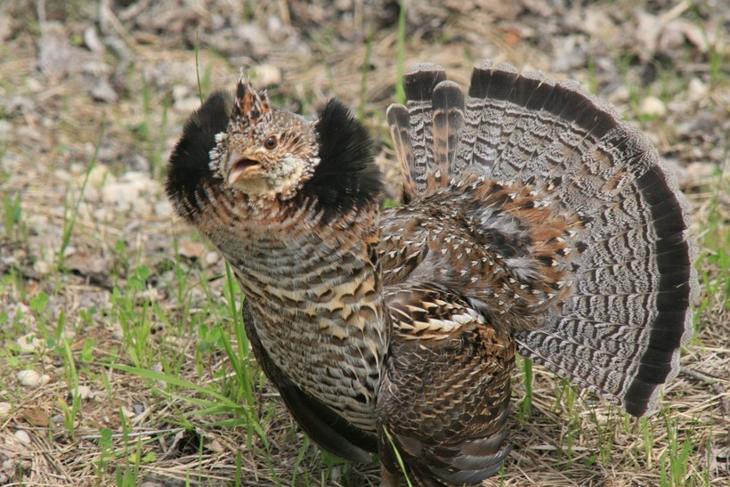 Wildlife Update Grouse And Waterfowl Wisconsin Public Radio