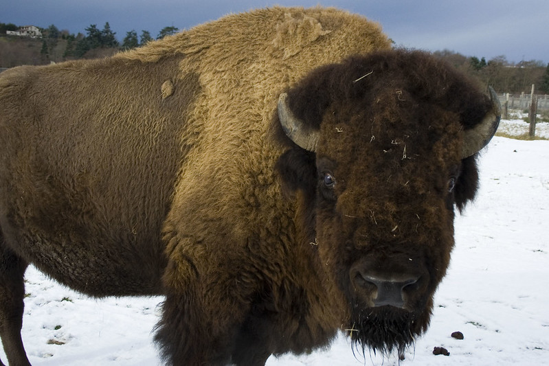 Wisconsin tribes reintroducing bison, maintaining population