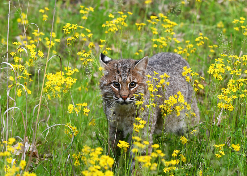 Bobcat population is growing in Wisconsin, but animals are still rare