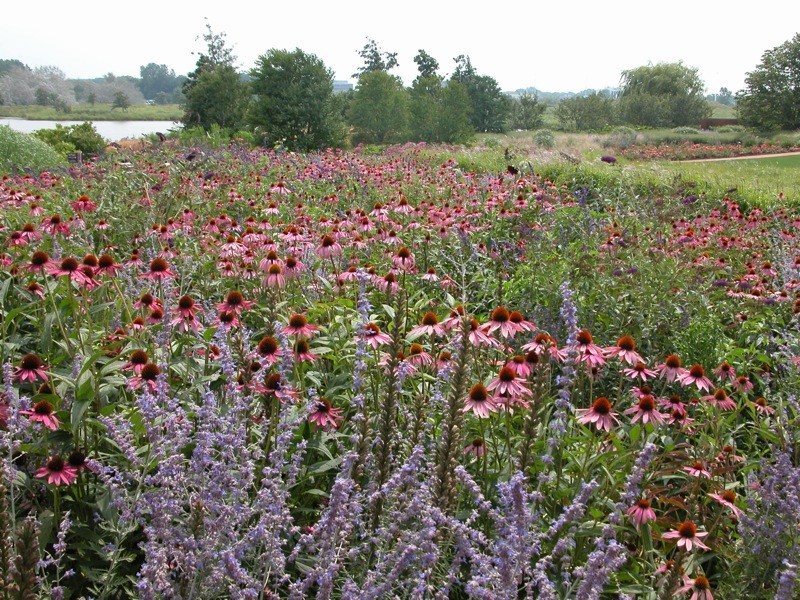 Fall Prairie Plant Care Wisconsin Public Radio