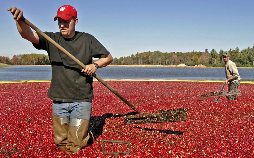 Wisconsin Cranberry Growers Face Economic Challenges Despite Record