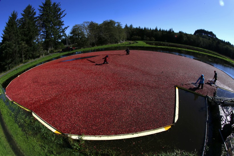 Wisconsin Cranberry Growers To USDA Limit Production Wisconsin