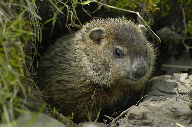 Wood Chuck