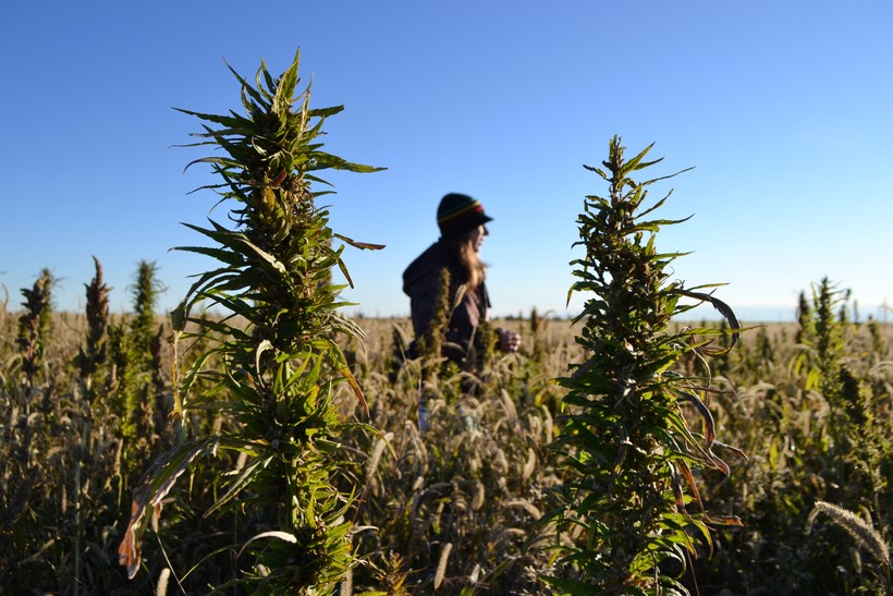 industrial hemp harvest
