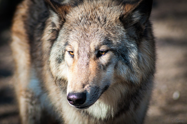 a wolf in the wilderness