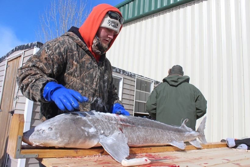 DNR Sells Record Number Of Sturgeon Spearing Licenses Wisconsin