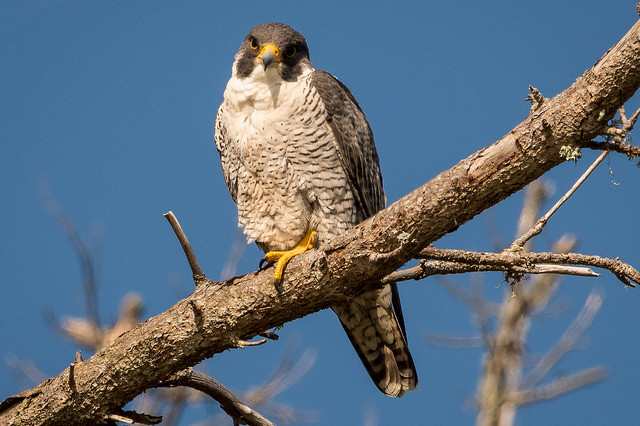 Green Bay Peregrine Falcons Will Soon Need New Home Wisconsin Public Radio