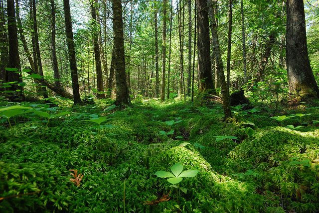 National Forest USFS Wisconsin Nicolet National Forest US Forest Service Winter,