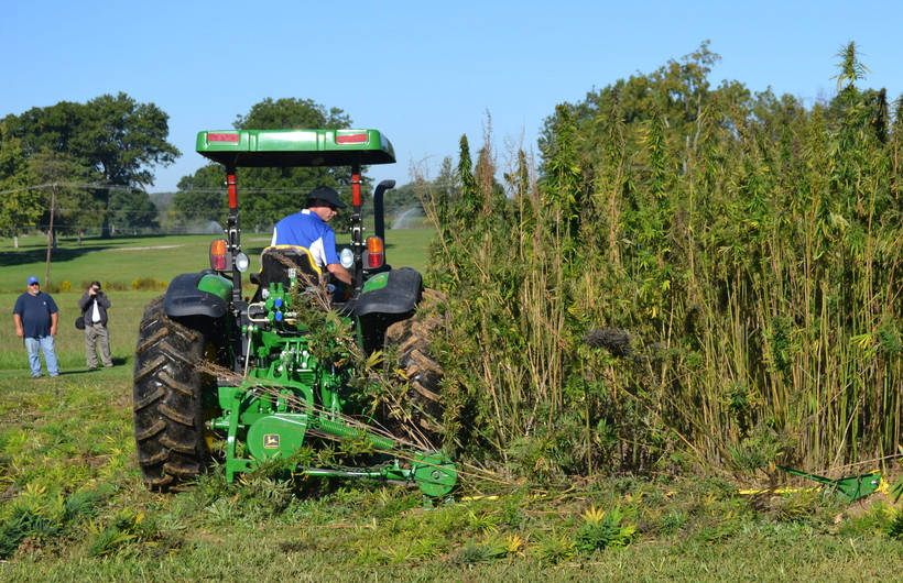 Harvesting hemp