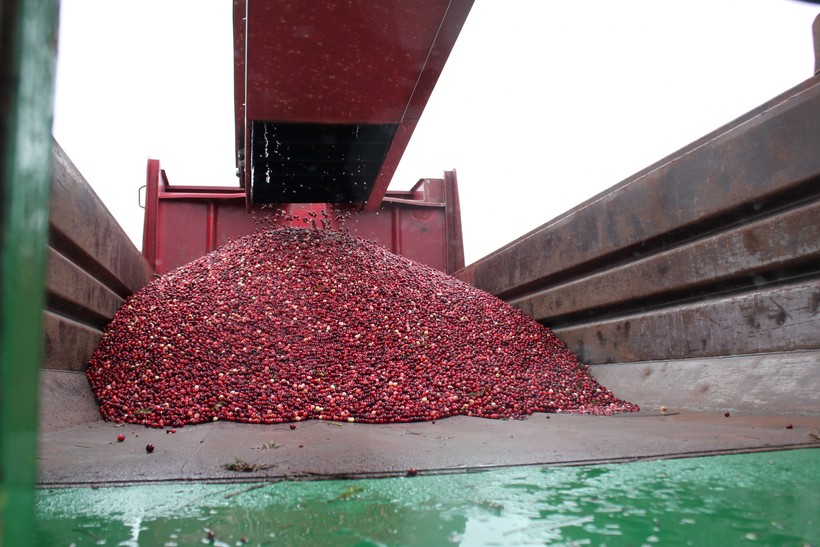 Wisconsin Cranberry Growers Hopeful About Market Future After 2 Years