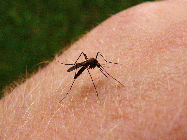 Swarms Of Mosquitoes Plague Wisconsin Residents This Summer ...