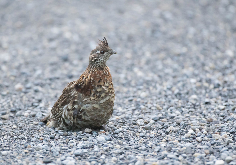 wisconsin dnr to relocate 300 ruffed grouse to missouri wisconsin