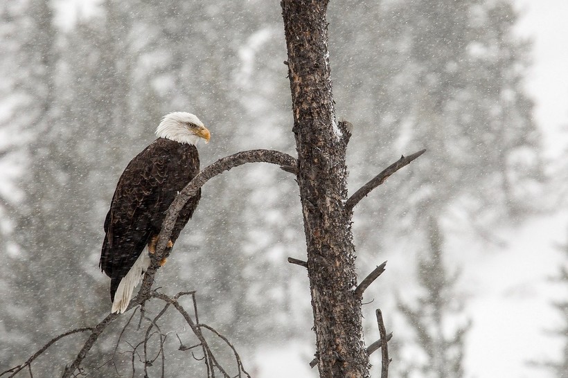Bald Eagles In Wisconsin Wisconsin Public Radio