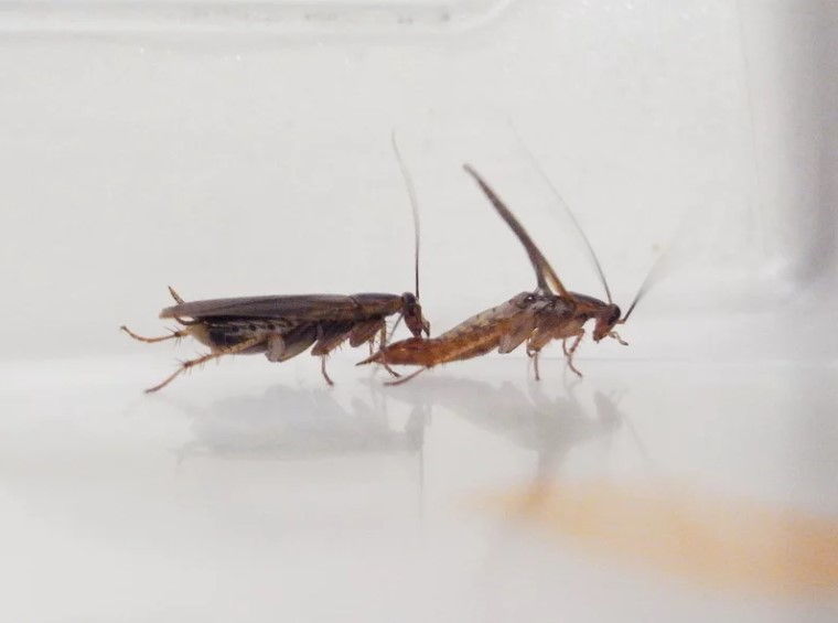 These cockroaches tweaked their mating rituals after adapting to pest