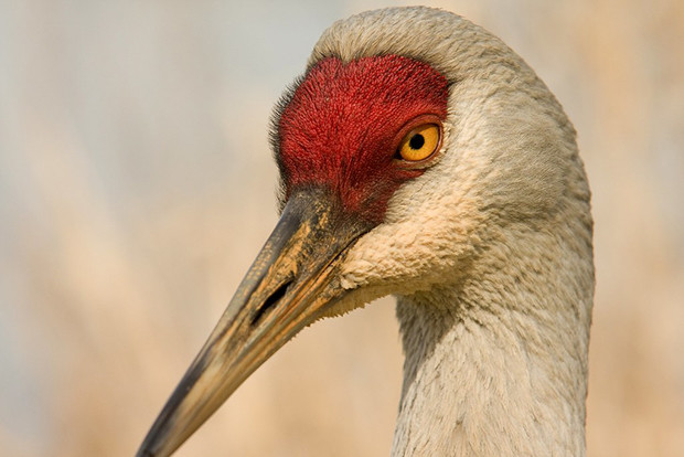 Drama In World Of Birds Sandhill Crane >> Greater Sandhill Crane Sanctuary Celebrates 40 Years Wisconsin Drama In World Of Birds Sandhill Crane >> Greater Sandhill Crane Sanctuary Celebrates 40 Years Wisconsin