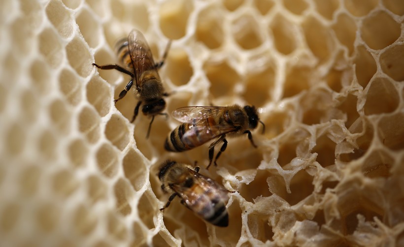 While Honey Production Continues To Decline, Wild Honey Bees Appear To