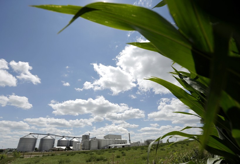 plant that produces ethanol