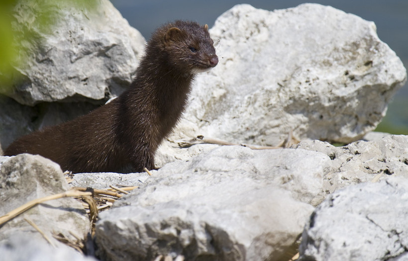 More Than 3K Mink Dead From Coronavirus At Taylor County Mink Farm