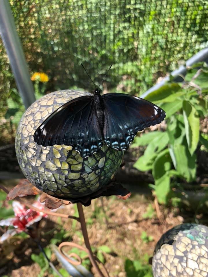 Visiting the Friends of Butterfly Gardens Wisconsin Public Radio
