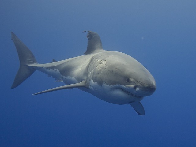 Exploring The State Of Shark Management, Conservation ...