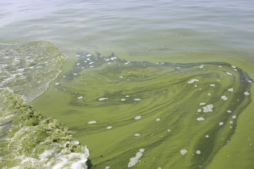 BlueGreen Algae Has Increased Across U.S. Wisconsin Public Radio