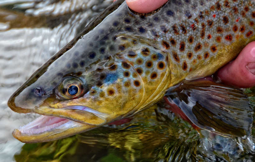 DNR Working On Trout Management Plan Wisconsin Public Radio