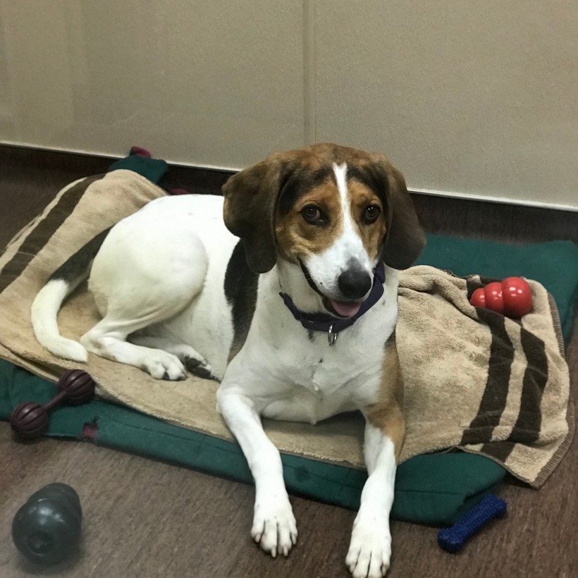 How To Safely Adopt A Pet Wisconsin Public Radio