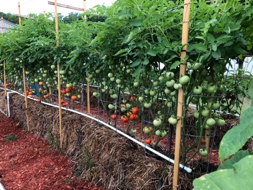 Growing tomatoes in a straw bale Wisconsin Public Radio