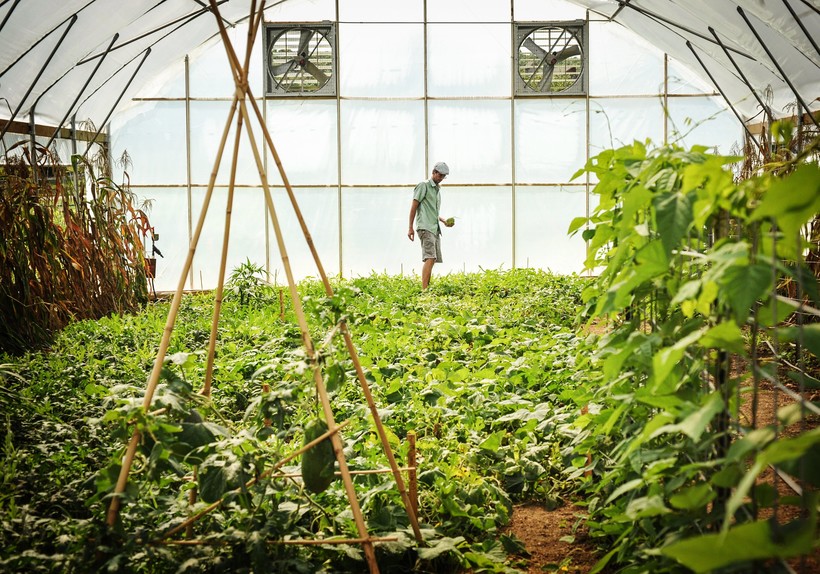 Garden Talk Collecting And Growing Heirloom Seeds Wisconsin Public Radio