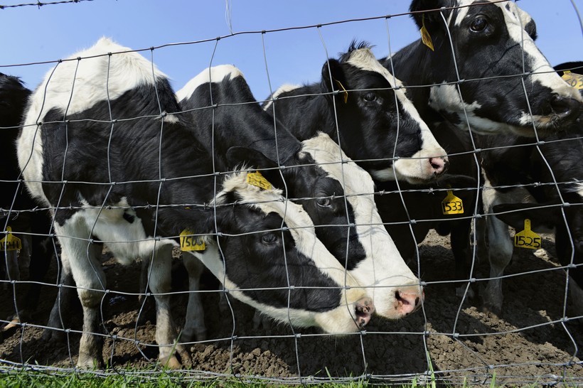 Proposed Dairy Farm Expansion Sparks Opposition In Dunn County