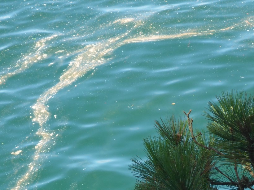 BlueGreen Algae Spotted Again On Lake Superior Wisconsin Public Radio