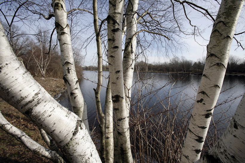 stealing birch from northern