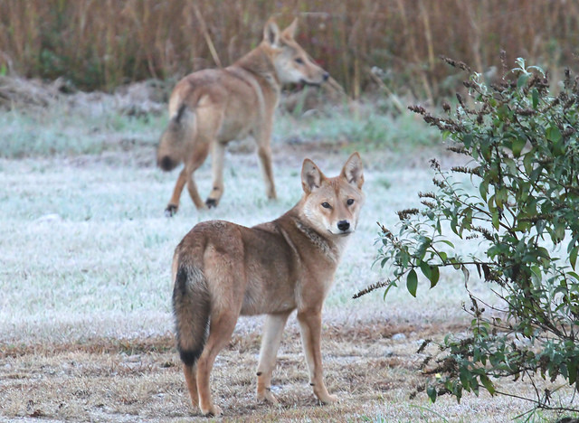 two coyotes