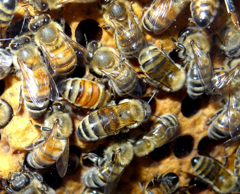 Bees Might Not Be As Busy As We Think They Are Wisconsin Public Radio Bees Might Not Be As Busy As We Think They Are Wisconsin Public Radio
