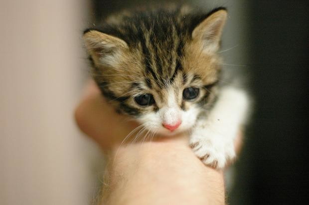 Veterinarian Suggests Things To Consider Before Adopting A Cat Wisconsin Public Radio