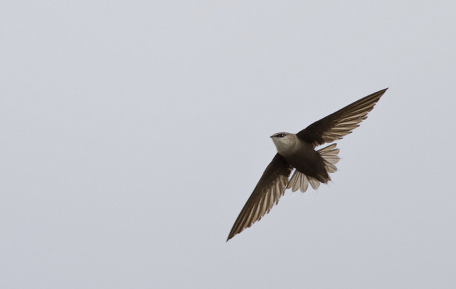 Bird Ecologists Turn To Public For Help Tracking Chimney Swifts Wisconsin Public Radio